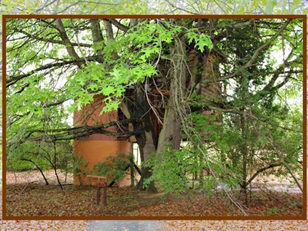 Sycamore Avenue Treehouses & Cottages Accommodation Windy Room photo